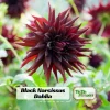 Black Narcissus Dahlia Seeds - 40 Pollinator-Friendly Flower Seeds - Image 1