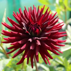 Black Narcissus Dahlia Seeds - 40 Pollinator-Friendly Flower Seeds - Image 9