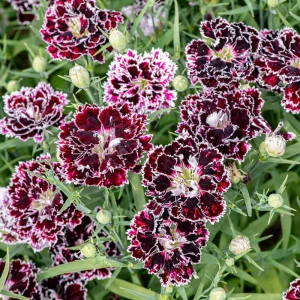 Black Velvet China Pink Seeds - Dianthus chinensis - 30 Seeds - Deep Burgundy Blooms - Image 10