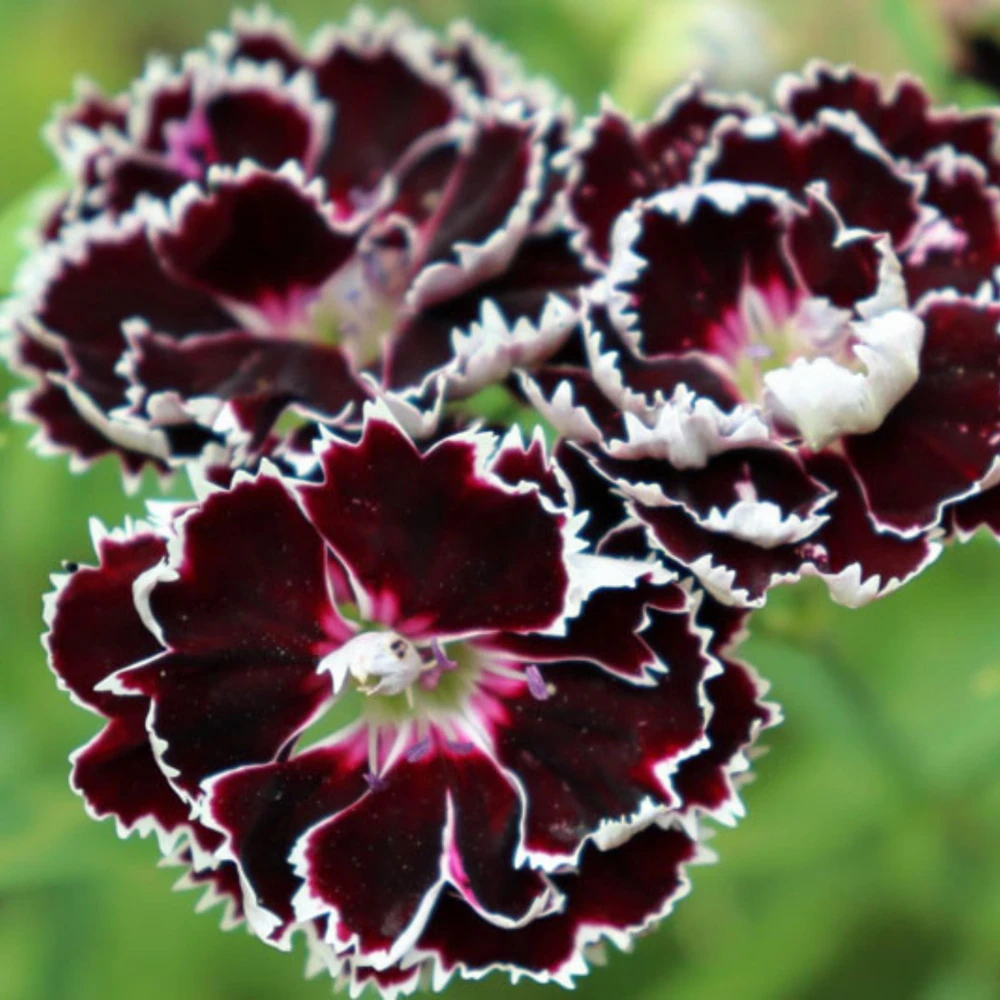 Black Velvet China Pink Seeds - Dianthus chinensis - 30 Seeds - Deep Burgundy Blooms - Image 11