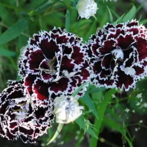 Black Velvet China Pink Seeds - Dianthus chinensis - 30 Seeds - Deep Burgundy Blooms - Image 2