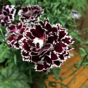 Black Velvet China Pink Seeds - Dianthus chinensis - 30 Seeds - Deep Burgundy Blooms - Image 3