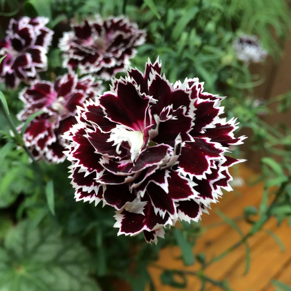 Black Velvet China Pink Seeds - Dianthus chinensis - 30 Seeds - Deep Burgundy Blooms - Image 3