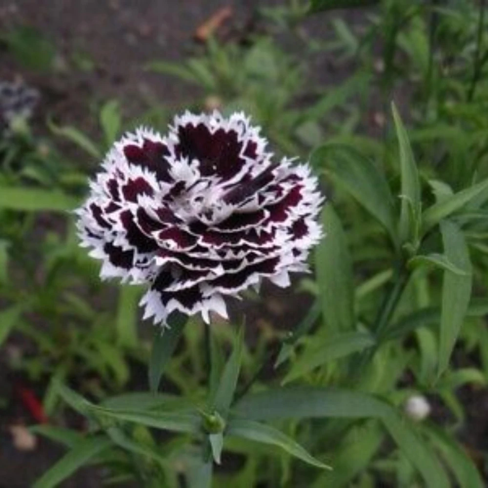 Black Velvet China Pink Seeds - Dianthus chinensis - 30 Seeds - Deep Burgundy Blooms - Image 4