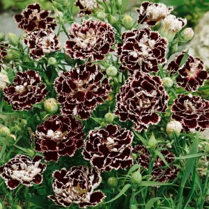 Black Velvet China Pink Seeds - Dianthus chinensis - 30 Seeds - Deep Burgundy Blooms - Image 5