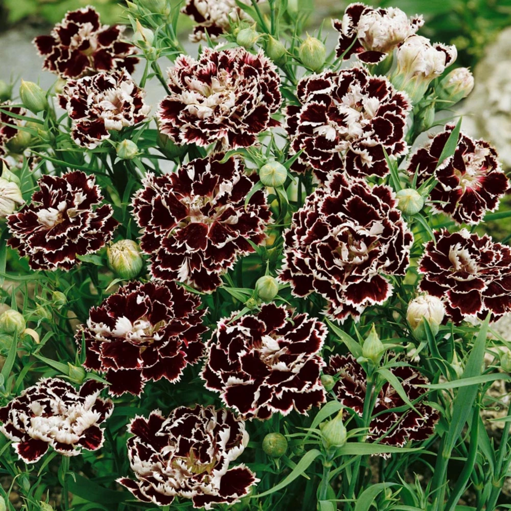 Black Velvet China Pink Seeds - Dianthus chinensis - 30 Seeds - Deep Burgundy Blooms - Image 5