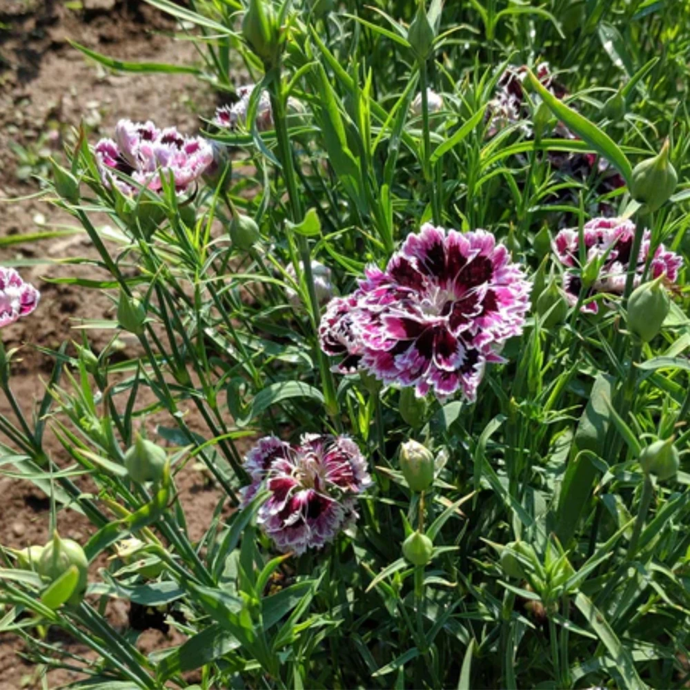 Black Velvet China Pink Seeds - Dianthus chinensis - 30 Seeds - Deep Burgundy Blooms - Image 6