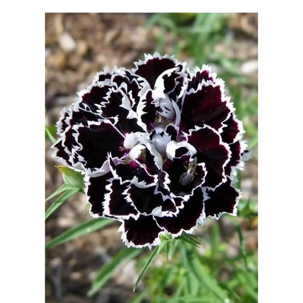Black Velvet China Pink Seeds - Dianthus chinensis - 30 Seeds - Deep Burgundy Blooms - Image 7