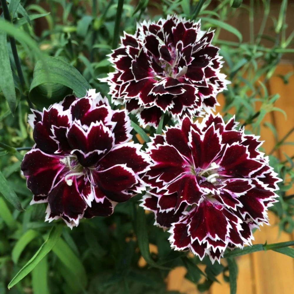 Black Velvet China Pink Seeds - Dianthus chinensis - 30 Seeds - Deep Burgundy Blooms - Image 8