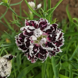 Black Velvet China Pink Seeds - Dianthus chinensis - 30 Seeds - Deep Burgundy Blooms - Image 9