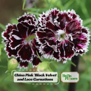 Black Velvet China Pink Seeds - Dianthus chinensis - 30 Seeds - Deep Burgundy Blooms - Image 1