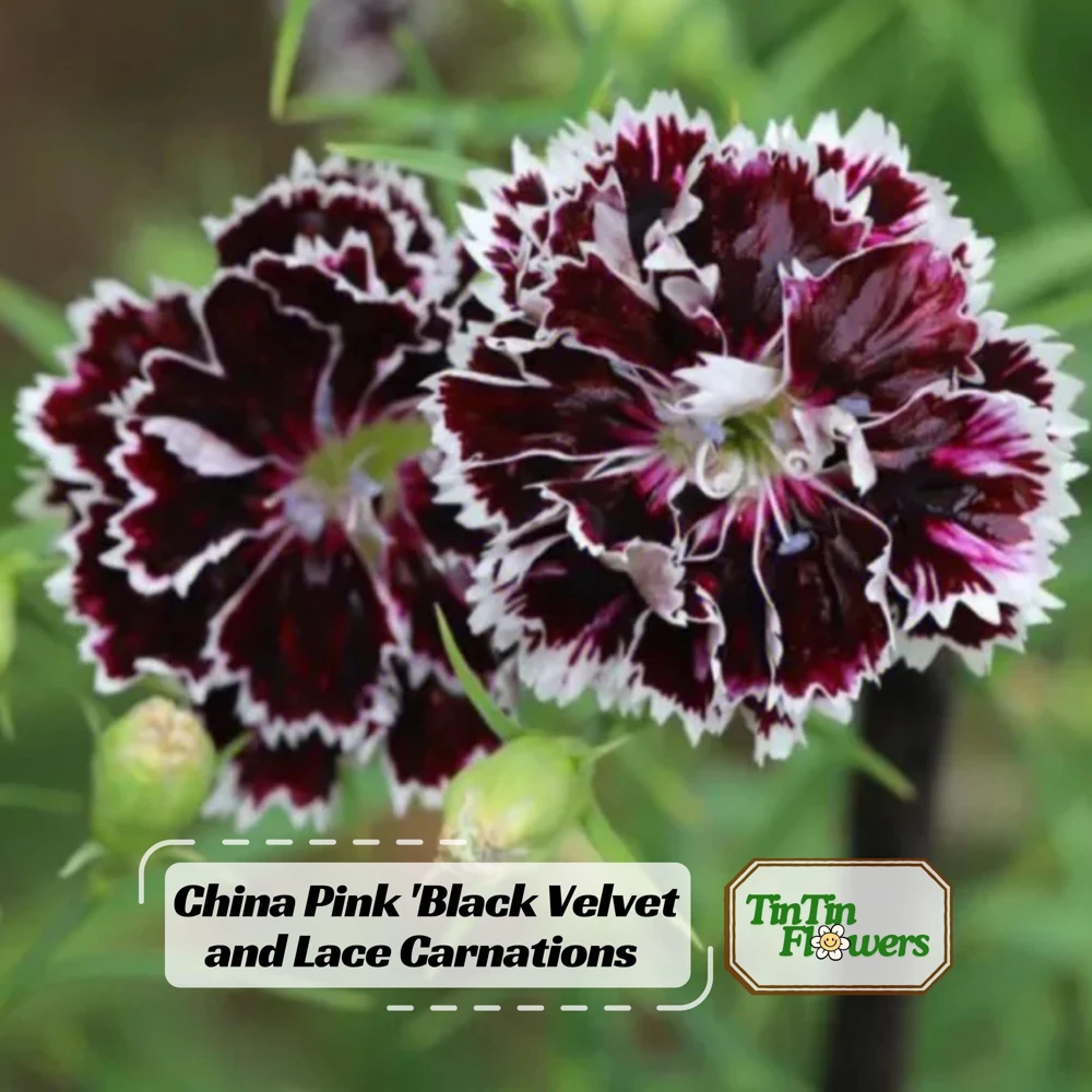 Black Velvet China Pink Seeds - Dianthus chinensis - 30 Seeds - Deep Burgundy Blooms - Image 1