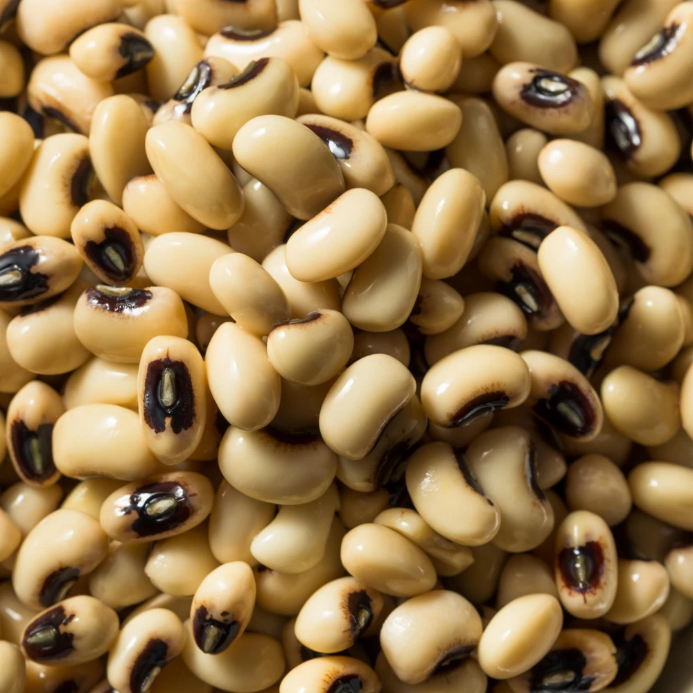 Blackeye Pea Seeds - Traditional Cowpea Variety - High Yield Bush Beans - 15 Seeds - Image 12