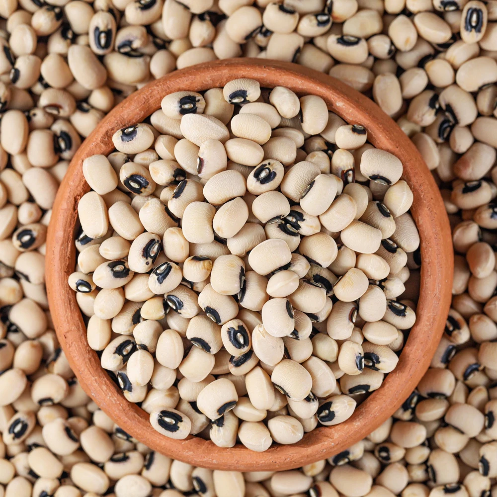 Blackeye Pea Seeds - Traditional Cowpea Variety - High Yield Bush Beans - 15 Seeds - Image 13