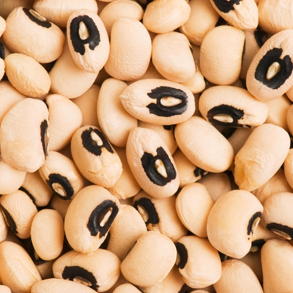 Blackeye Pea Seeds - Traditional Cowpea Variety - High Yield Bush Beans - 15 Seeds - Image 14