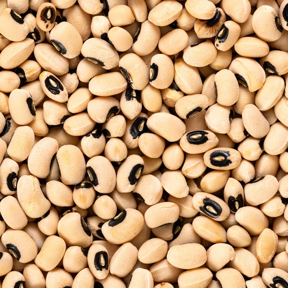 Blackeye Pea Seeds - Traditional Cowpea Variety - High Yield Bush Beans - 15 Seeds - Image 4