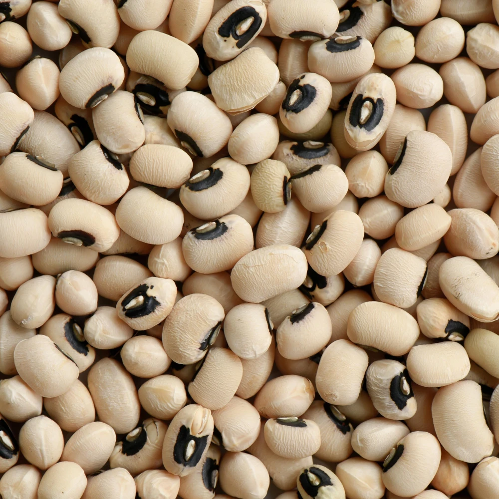 Blackeye Pea Seeds - Traditional Cowpea Variety - High Yield Bush Beans - 15 Seeds - Image 6