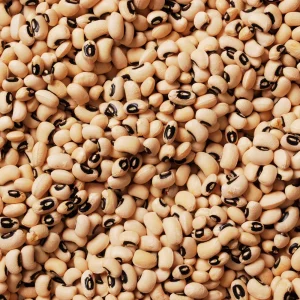 Blackeye Pea Seeds - Traditional Cowpea Variety - High Yield Bush Beans - 15 Seeds - Image 7