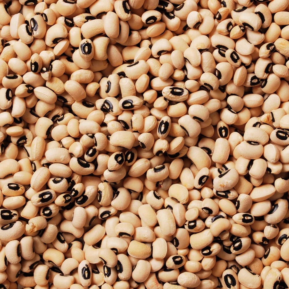 Blackeye Pea Seeds - Traditional Cowpea Variety - High Yield Bush Beans - 15 Seeds - Image 7