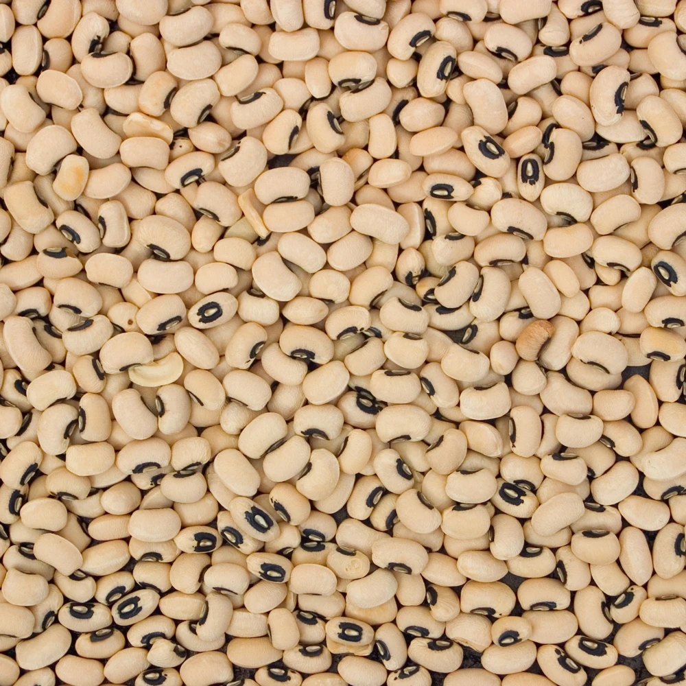 Blackeye Pea Seeds - Traditional Cowpea Variety - High Yield Bush Beans - 15 Seeds - Image 9