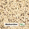 Blackeye Pea Seeds - Traditional Cowpea Variety - High Yield Bush Beans - 15 Seeds - Image 1