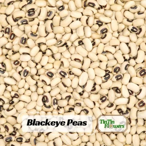Blackeye Pea Seeds - Traditional Cowpea Variety - High Yield Bush Beans - 15 Seeds - Image 1