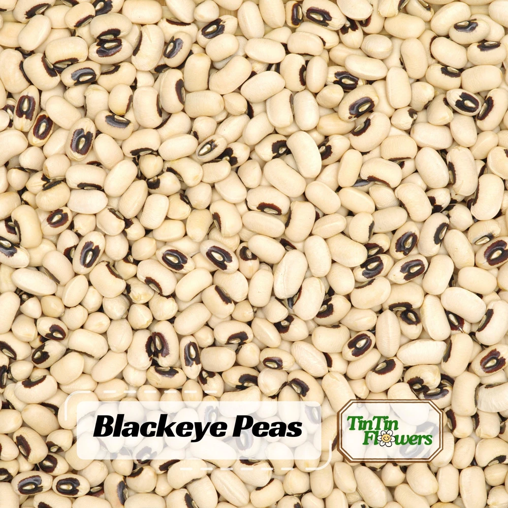 Blackeye Pea Seeds - Traditional Cowpea Variety - High Yield Bush Beans - 15 Seeds - Image 1