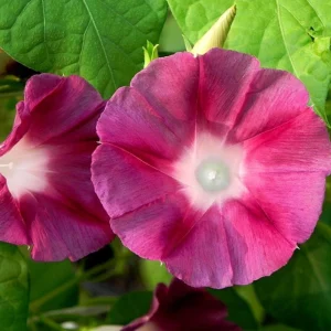 Blood Maroon Morning Glory Seeds - 30 Pack - Ipomoea Purpurea - Fast Growing Annual Flower Vine for Full Sun - Image 10