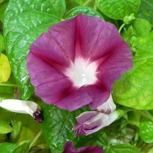 Blood Maroon Morning Glory Seeds - 30 Pack - Ipomoea Purpurea - Fast Growing Annual Flower Vine for Full Sun - Image 11