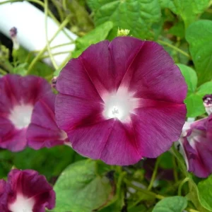 Blood Maroon Morning Glory Seeds - 30 Pack - Ipomoea Purpurea - Fast Growing Annual Flower Vine for Full Sun - Image 12