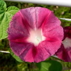 Blood Maroon Morning Glory Seeds - 30 Pack - Ipomoea Purpurea - Fast Growing Annual Flower Vine for Full Sun - Image 13