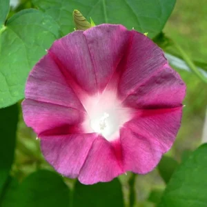 Blood Maroon Morning Glory Seeds - 30 Pack - Ipomoea Purpurea - Fast Growing Annual Flower Vine for Full Sun - Image 14