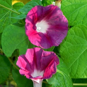 Blood Maroon Morning Glory Seeds - 30 Pack - Ipomoea Purpurea - Fast Growing Annual Flower Vine for Full Sun - Image 15