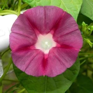 Blood Maroon Morning Glory Seeds - 30 Pack - Ipomoea Purpurea - Fast Growing Annual Flower Vine for Full Sun - Image 2