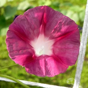 Blood Maroon Morning Glory Seeds - 30 Pack - Ipomoea Purpurea - Fast Growing Annual Flower Vine for Full Sun - Image 3