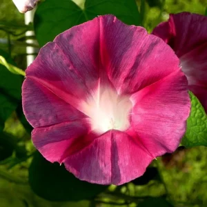 Blood Maroon Morning Glory Seeds - 30 Pack - Ipomoea Purpurea - Fast Growing Annual Flower Vine for Full Sun - Image 4