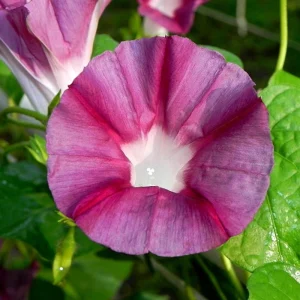 Blood Maroon Morning Glory Seeds - 30 Pack - Ipomoea Purpurea - Fast Growing Annual Flower Vine for Full Sun - Image 5