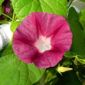 Blood Maroon Morning Glory Seeds - 30 Pack - Ipomoea Purpurea - Fast Growing Annual Flower Vine for Full Sun - Image 6