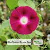 Blood Maroon Morning Glory Seeds - 30 Pack - Ipomoea Purpurea - Fast Growing Annual Flower Vine for Full Sun - Image 1