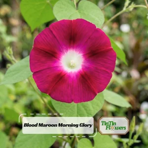 Blood Maroon Morning Glory Seeds - 30 Pack - Ipomoea Purpurea - Fast Growing Annual Flower Vine for Full Sun - Image 1