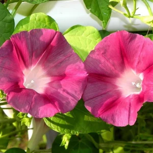 Blood Maroon Morning Glory Seeds - 30 Pack - Ipomoea Purpurea - Fast Growing Annual Flower Vine for Full Sun - Image 7