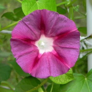 Blood Maroon Morning Glory Seeds - 30 Pack - Ipomoea Purpurea - Fast Growing Annual Flower Vine for Full Sun - Image 8