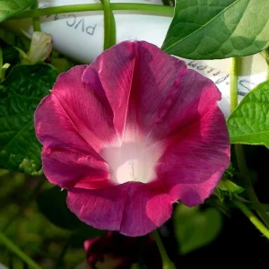 Blood Maroon Morning Glory Seeds - 30 Pack - Ipomoea Purpurea - Fast Growing Annual Flower Vine for Full Sun - Image 9