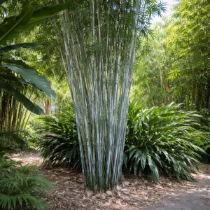 Blue Bamboo Seeds - 10 Pack - Rare Fast Growing Privacy Plant - Outdoor Tropical - Image 10