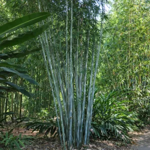 Blue Bamboo Seeds - 10 Pack - Rare Fast Growing Privacy Plant - Outdoor Tropical - Image 11