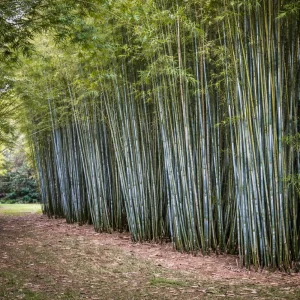 Blue Bamboo Seeds - 10 Pack - Rare Fast Growing Privacy Plant - Outdoor Tropical - Image 13