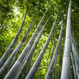 Blue Bamboo Seeds - 10 Pack - Rare Fast Growing Privacy Plant - Outdoor Tropical - Image 2
