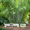 Blue Bamboo Seeds - 10 Pack - Rare Fast Growing Privacy Plant - Outdoor Tropical - Image 1