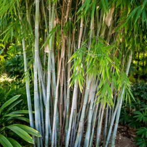 Blue Bamboo Seeds - 10 Pack - Rare Fast Growing Privacy Plant - Outdoor Tropical - Image 3