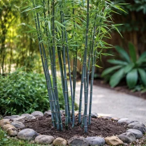 Blue Bamboo Seeds - 10 Pack - Rare Fast Growing Privacy Plant - Outdoor Tropical - Image 4